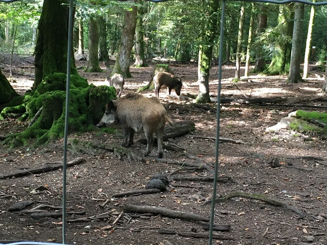 La Côte d’Or est couverte en grande partie de forêts avec beaucoup de gibiers 